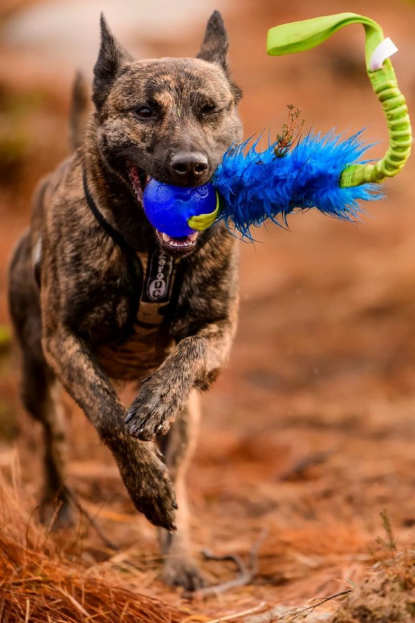 Doggie-Zen draleke fuskepels med Orbee-Tuff Planet Ball M med strikk