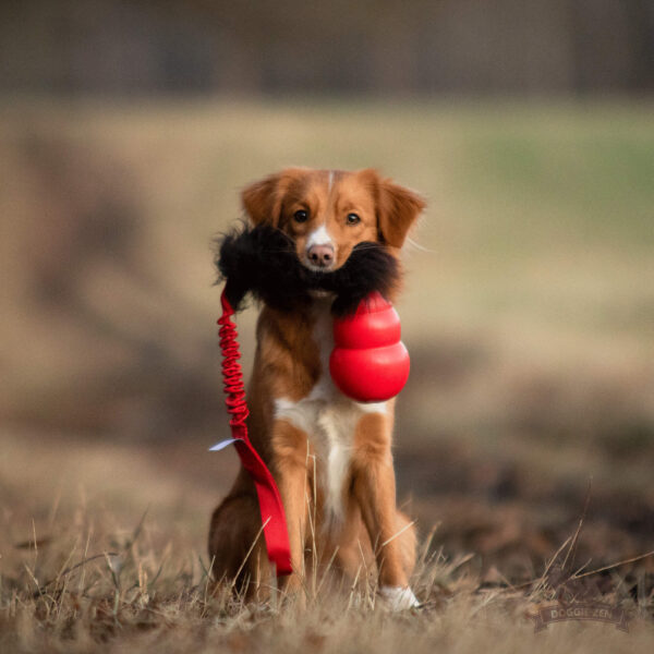 Doggie-Zen draleke sauepels Kong Bounzer med strikk