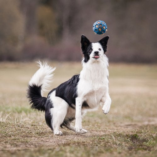Doggie-Zen revepelspip til Hol-ee baller S