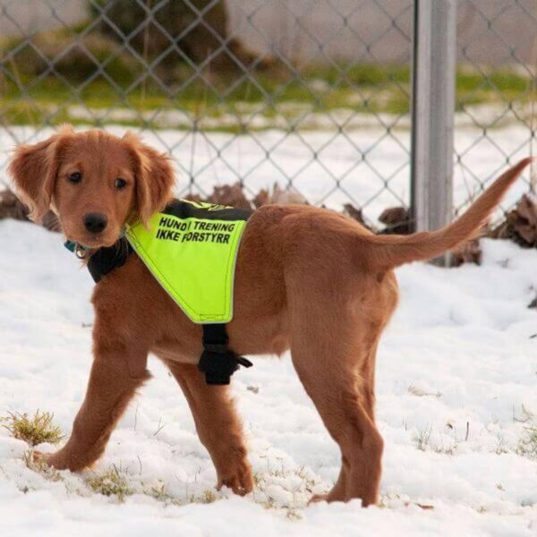 Canelana markeringsdekken/tjenestetegn "Hund i trening - Ikke forstyrr" XX-small