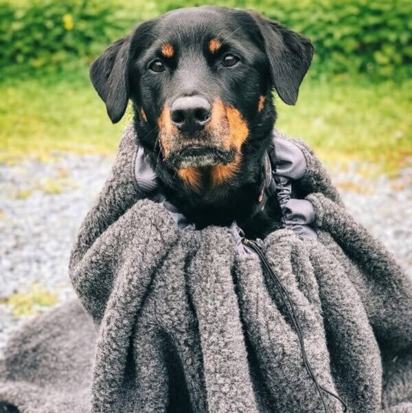 Canelana Cave varmepose i ull til hund M