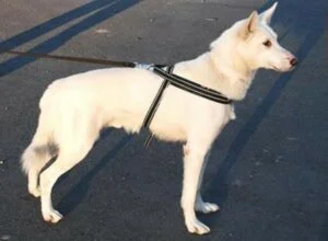Yukon Brystsele lilla Str 6