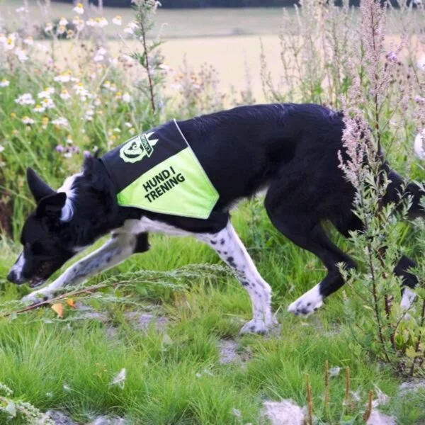 Canelana markeringsdekken/tjenestetegn "Hund i trening" large