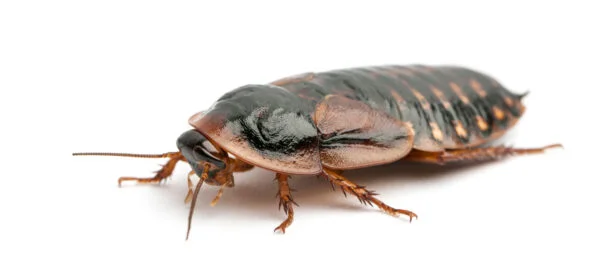 Blaptica Dubia kakerlakk