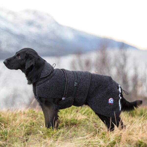 Canelana Ambassadør ulldekken terrier M
