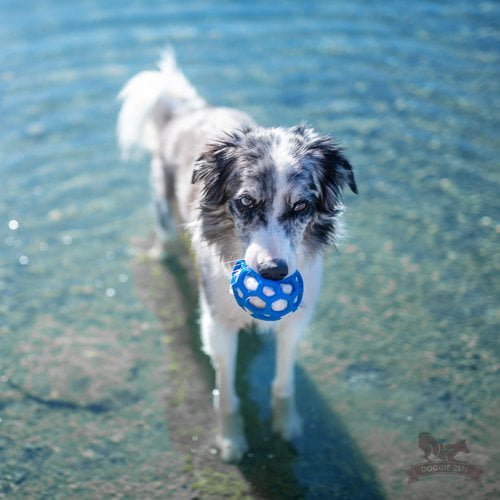 Doggie-Zen sauepelspip til Hol-ee baller M