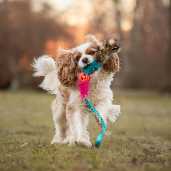 Doggie-Zen draleke Chuckit Breate-ball med vaskebjørnhale S med strikk
