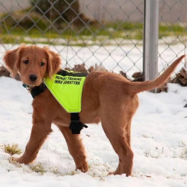 Canelana markeringsdekken/tjenestetegn "Hund i trening - Ikke forstyrr" Small
