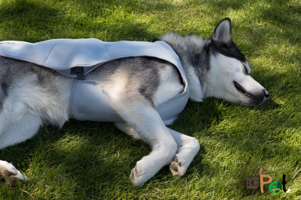 image-11079