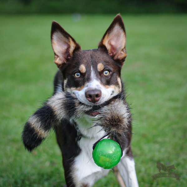 Doggie-Zen vaskebjørnhale med Kong Squeezeball