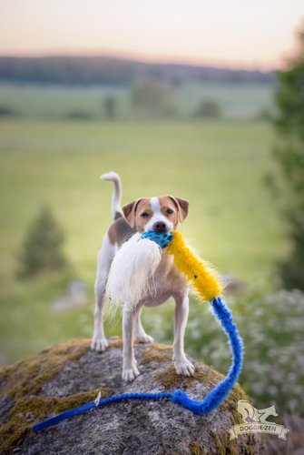 Doggie-Zen draleke Hol-ee kometjager S med strikk