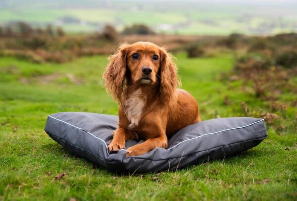 Henry Wag Adventure Bed M