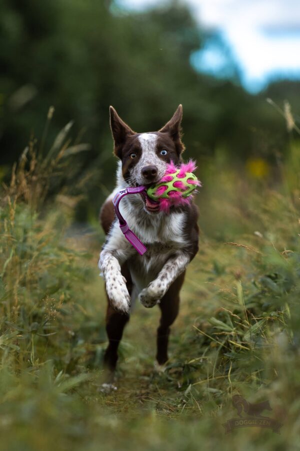 Doggie-Zen draleke Super Grip Hol-ee Football med fuskepels og prassel