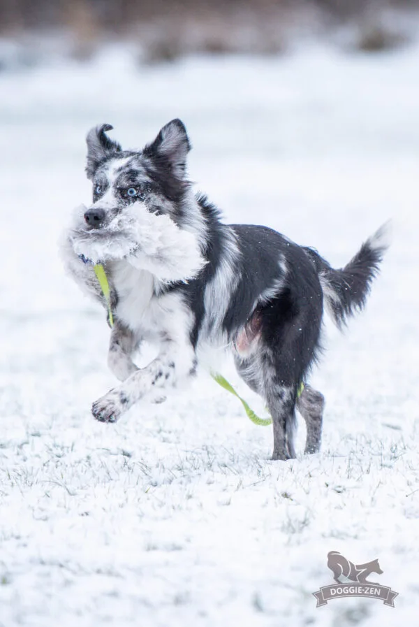Doggie-Zen Blekksprut draleke sauepels