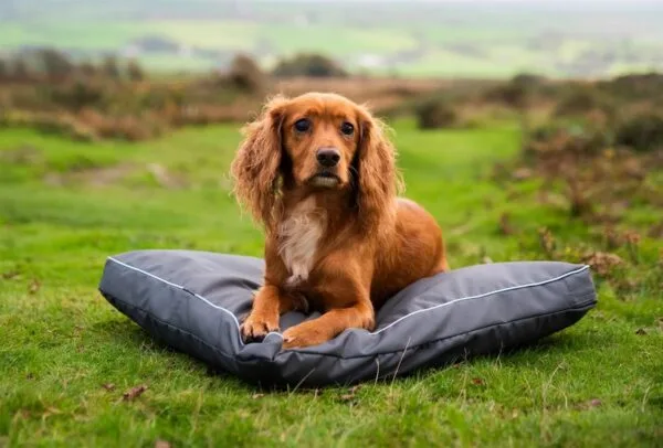 Henry Wag Adventure Bed XL