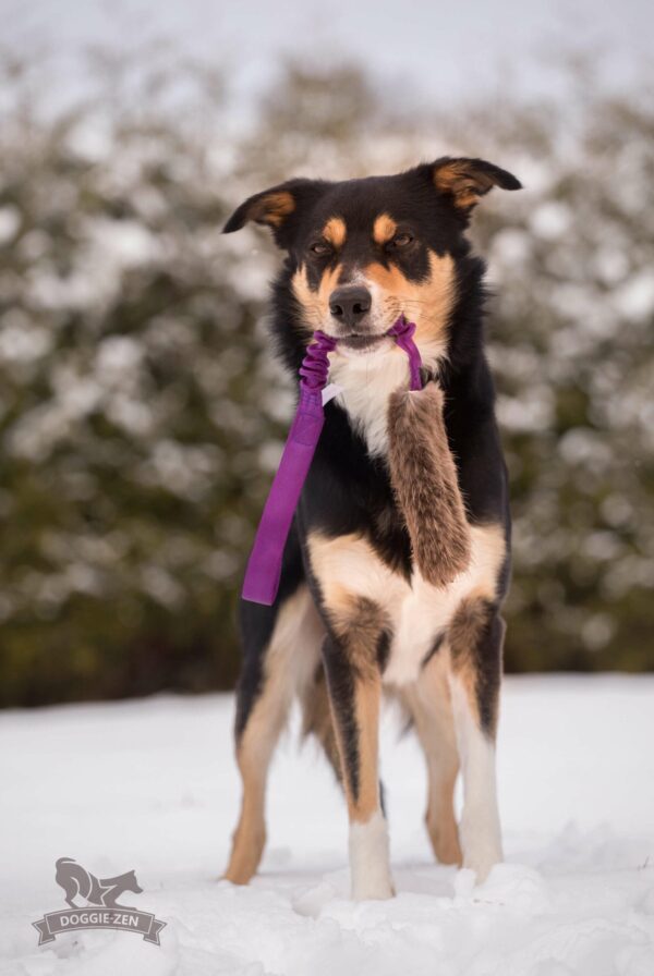 Doggie-Zen draleke bever med strikk L