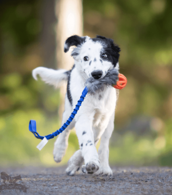 Doggie-Zen draleke kanin med Chuckit Breate-ball S med strikk