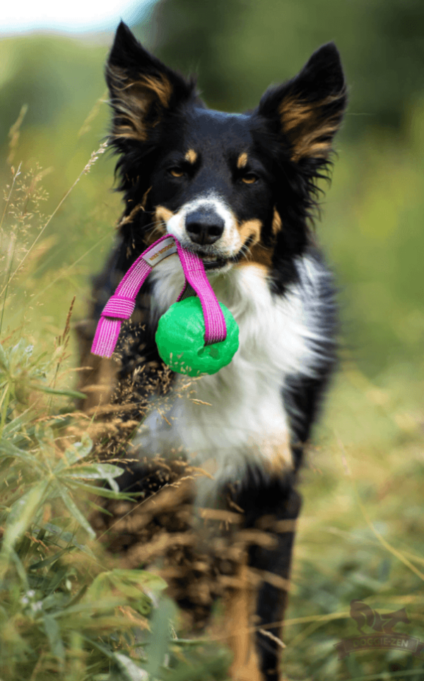 Doggie-Zen draleke Super Grip med Starmark Chewball M 7cm med pip