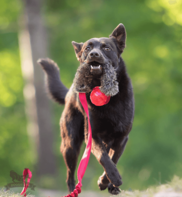 Doggie-Zen draleke kaninpels med KONG Squeezz ball