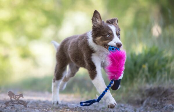 Doggie-Zen draleke fuskepels med Hol-ee Roller Mini