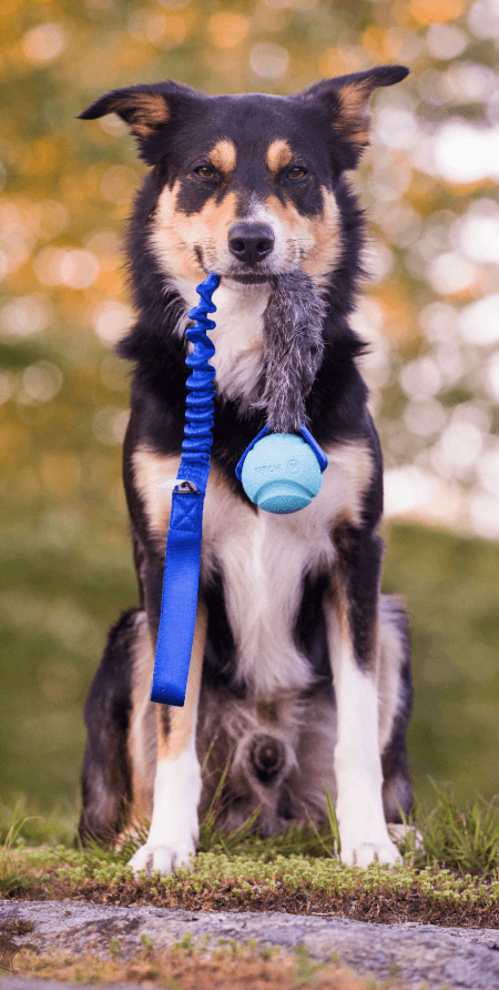 Doggie-Zen draleke med kaninpels Chuckit ball M