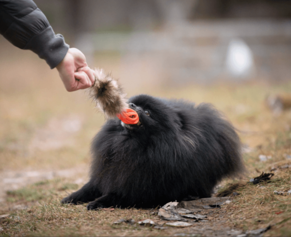 Doggie-Zen Chuckit Breate-ball med vaskebjørnhale S m/pip