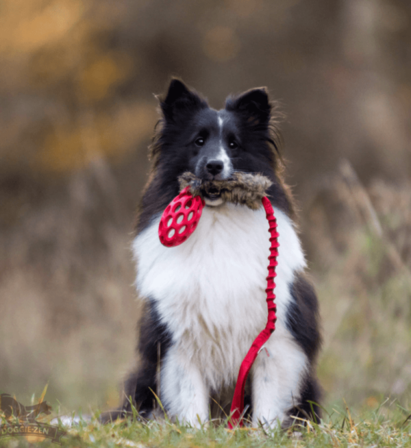 Doggie-Zen draleke med kaninpels Hol-ee Football S med pip