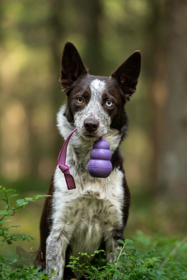 Doggie-Zen draleke Super Grip KONG Senior M