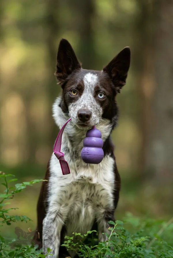 Doggie-Zen draleke Super Grip KONG Senior M