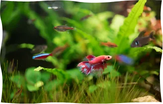 Lenke til akvarieavdeling. Bilde av fisk i et akvarium.