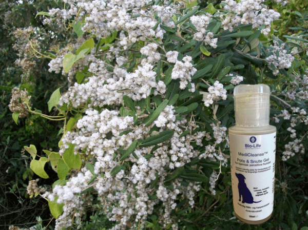 Bio-Life MediCleanse Pote & Sår Krem Hund (Allergihemmende) 100ml