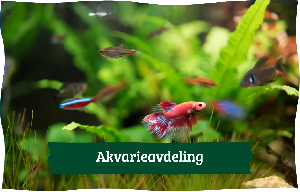 Lenke til akvarieavdeling. Bilde av fisk i et akvarium. Tekst på bilde: Akvarieavdeling