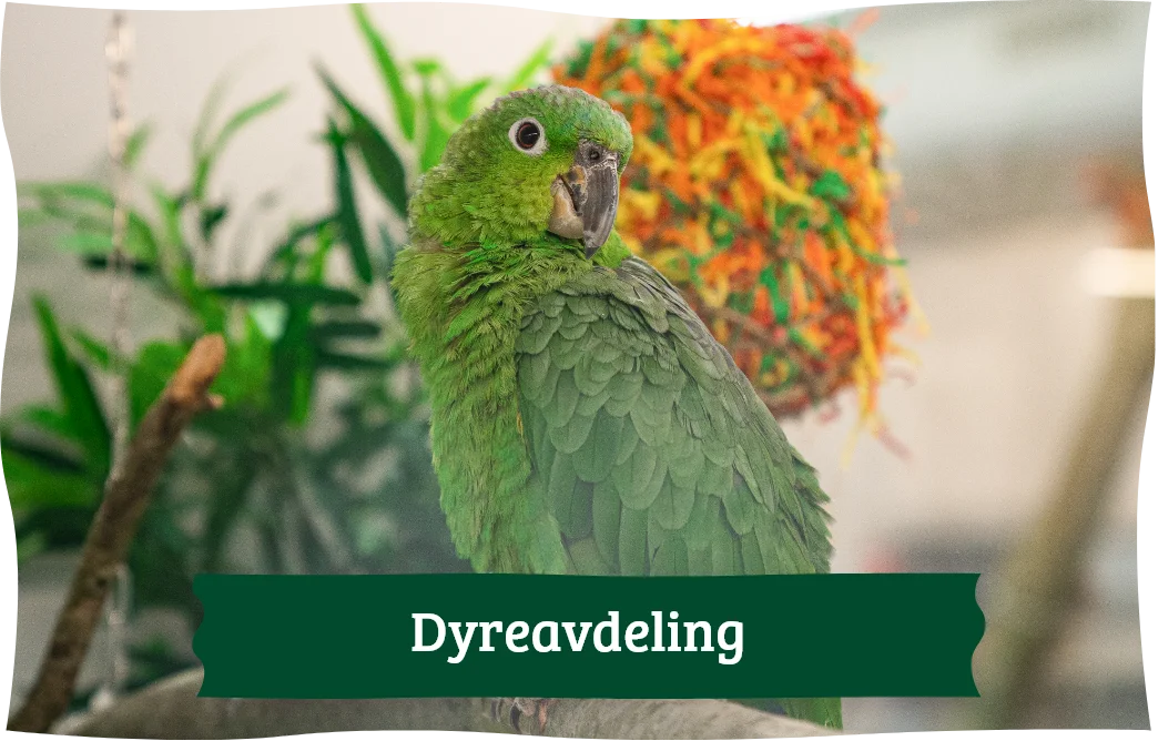 Lenke til Dyreavdeling. Bilde av fugl. Tekst på bilde: Dyreavdeling