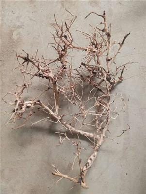 Aquascaping rot 25-35cm