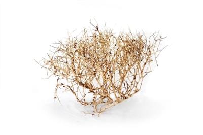 Aquascaping rot 35-45cm