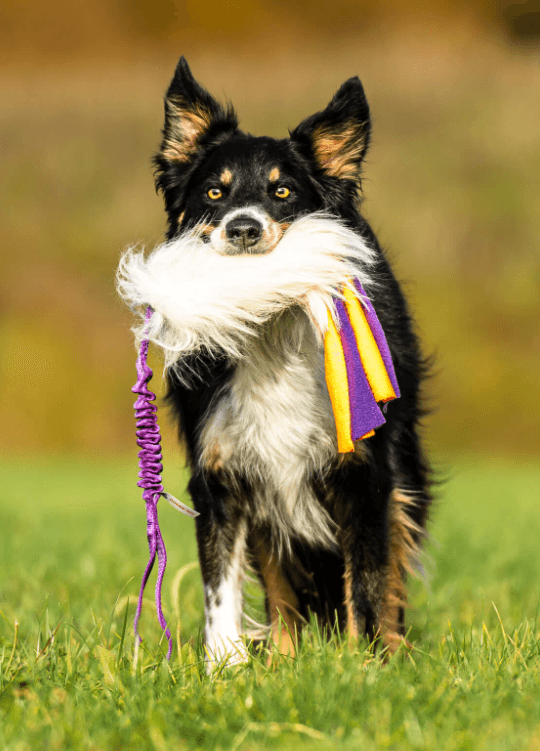 Doggie-Zen draleke sauepels m/fleecefrynser L m/strikk
