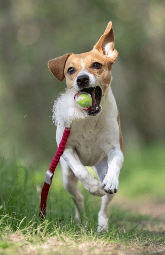 Doggie-Zen draleke sauepels m/Amazing pipeball S m/strikk