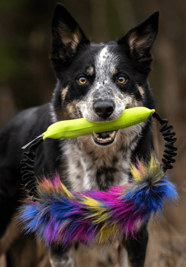Doggie-Zen draleke ring m/fuskepels og bitefelt