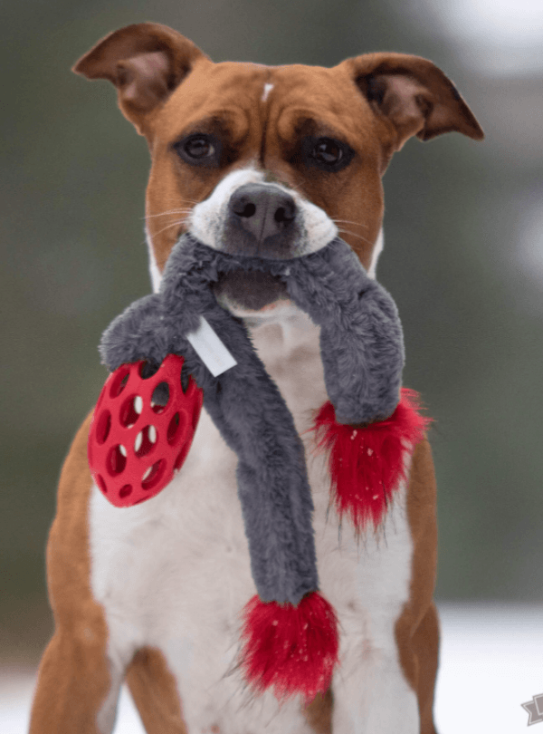 Doggie-Zen Squeak Rocket m/Hol-ee ball M