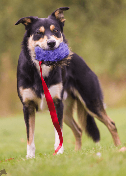 Doggie-Zen Draleke bever/fuskepels m/knitring L