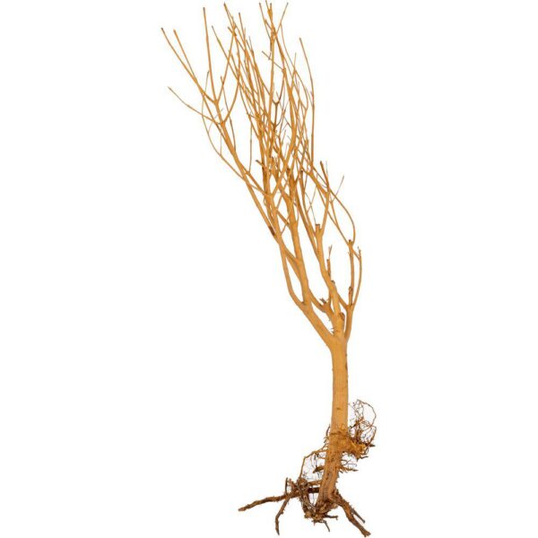 Akvariedekorasjon Slim Tree M 25-30cm