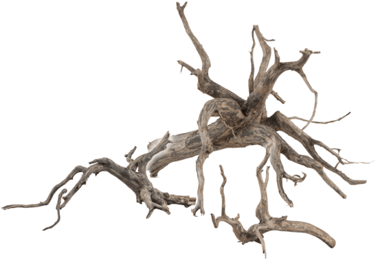 Sera Scraper Root M 30-35cm