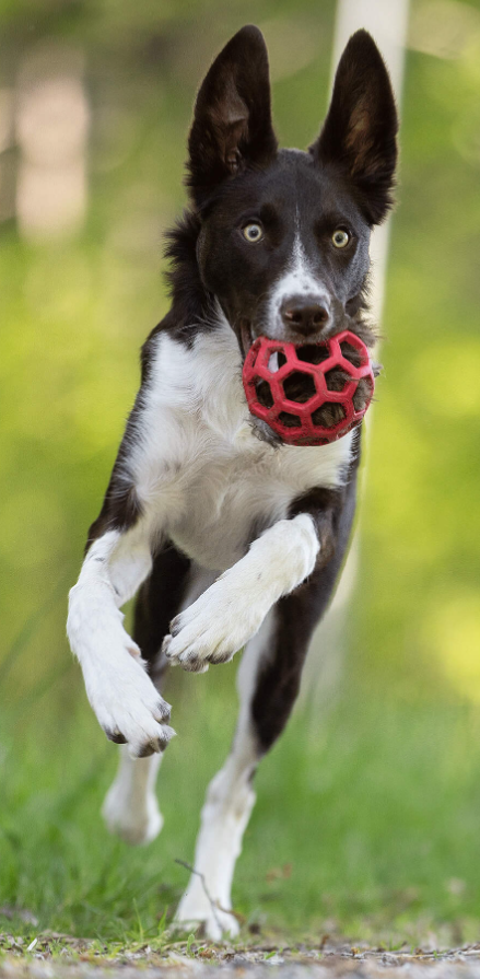 Doggie-Zen beverpelsprassel til Hol-ee baller M