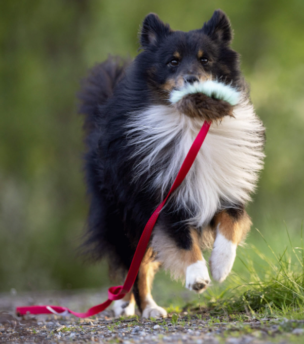 Doggie-Zen Bever-/fuskepels Draleke S