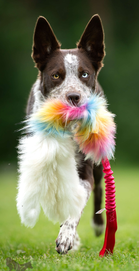 Doggie-Zen draleke blekksprut saueskinn og fuskepels L
