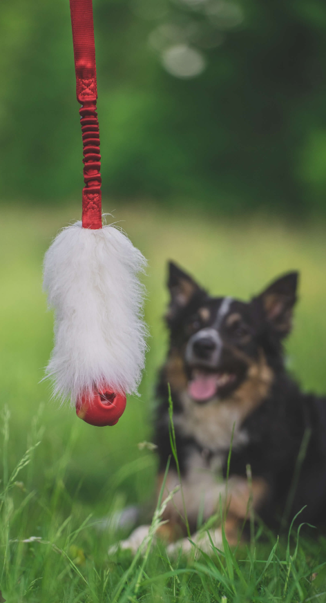 Doggie-Zen draleke saueskinn m/Amazing pipeball L