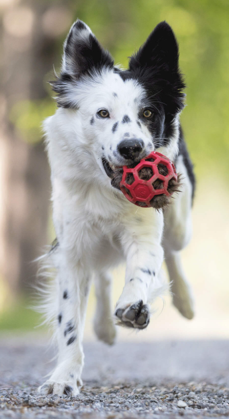 Doggie-Zen beverpelspip til Hol-ee baller S