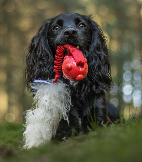 Doggie-Zen draleke rakett saueskinn & Amazing pipeball L
