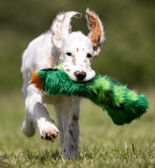 Doggie-Zen draleke Knitrekaktus