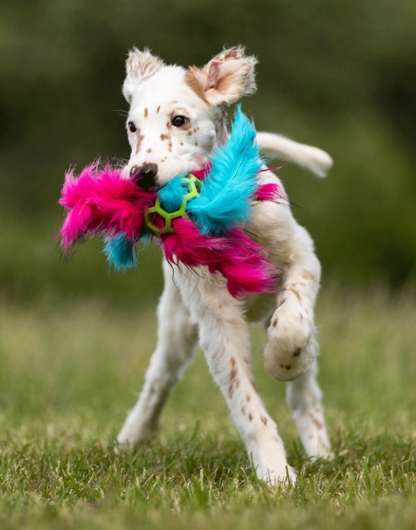 Doggie-Zen blekksprut fuskepels m/Hol-ee ball S